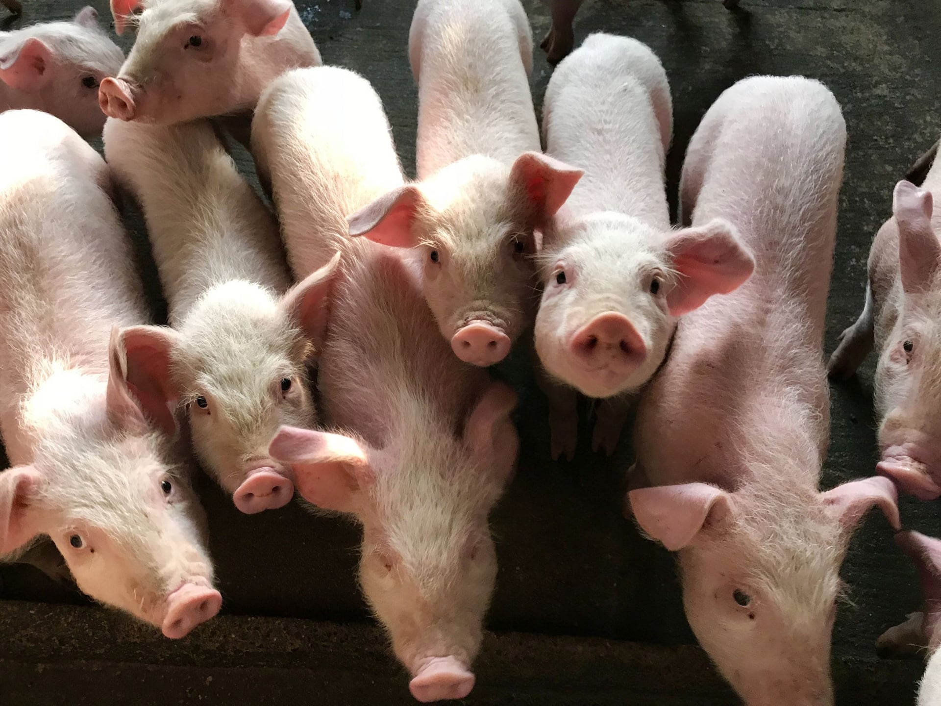 porci